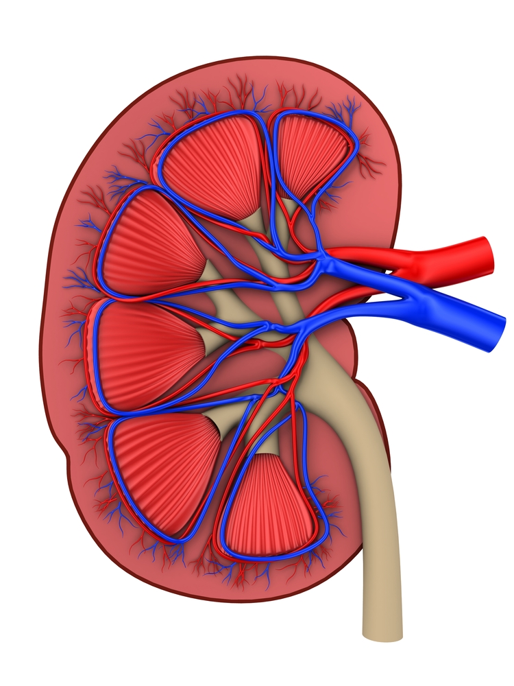 biologifaget