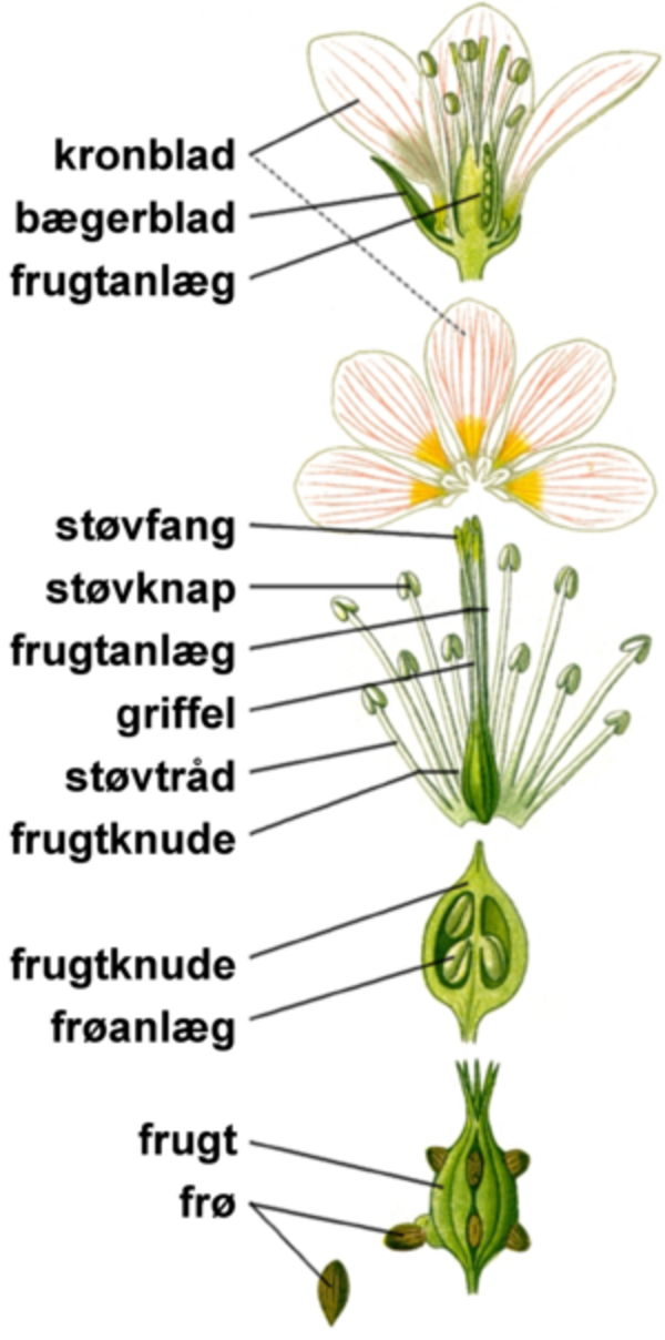 biologifaget
