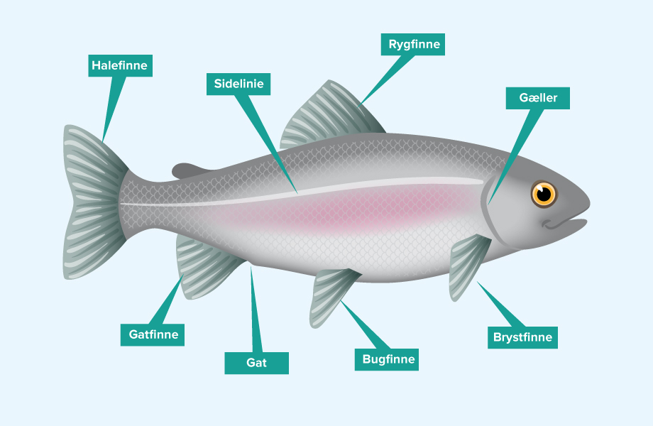 Fiskens udseende